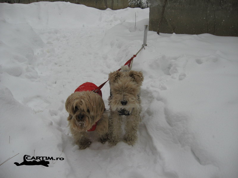 yORKY & JUNIOR IN SNOW