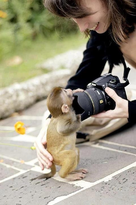 Maimutica si aparatul foto